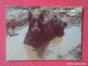 Postales: POSTAL POST CARD, IMPRIMÉ EN SUISSE PERRO DOG CAN CHIEN EN EL AGUA WATER JE SUS DANS LE BAIN.....VER